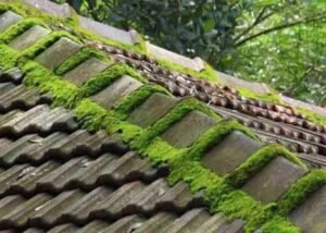 Roof Moss Treatment